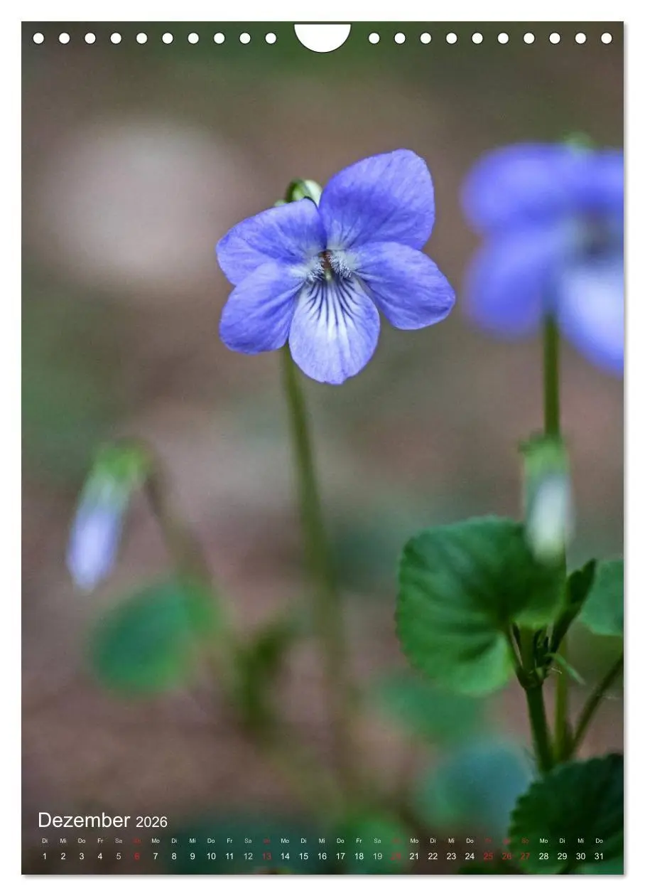 Bild: 9783516432619 | NATUR PUR Kleine Blumen am Wegesrand (Wandkalender 2026 DIN A4...