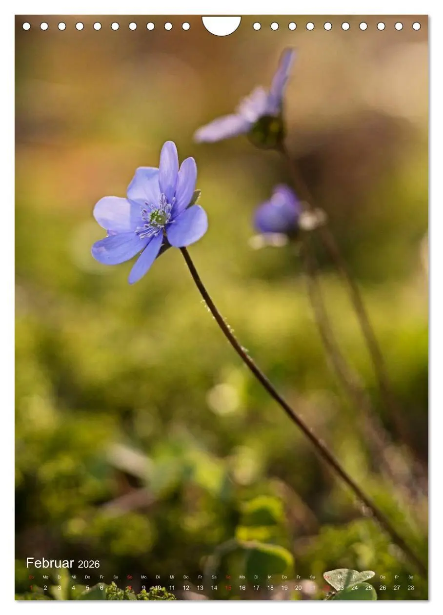 Bild: 9783516432619 | NATUR PUR Kleine Blumen am Wegesrand (Wandkalender 2026 DIN A4...