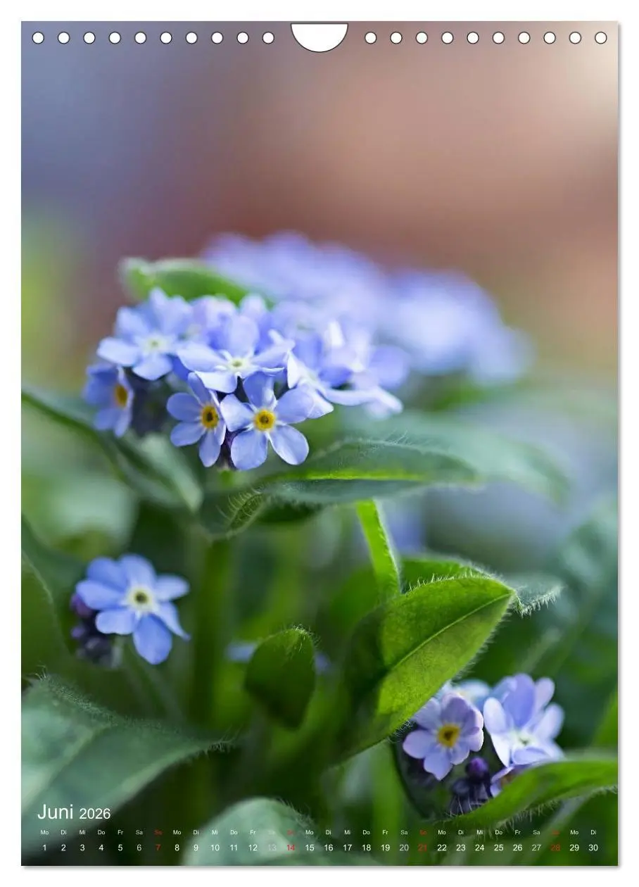 Bild: 9783516432619 | NATUR PUR Kleine Blumen am Wegesrand (Wandkalender 2026 DIN A4...