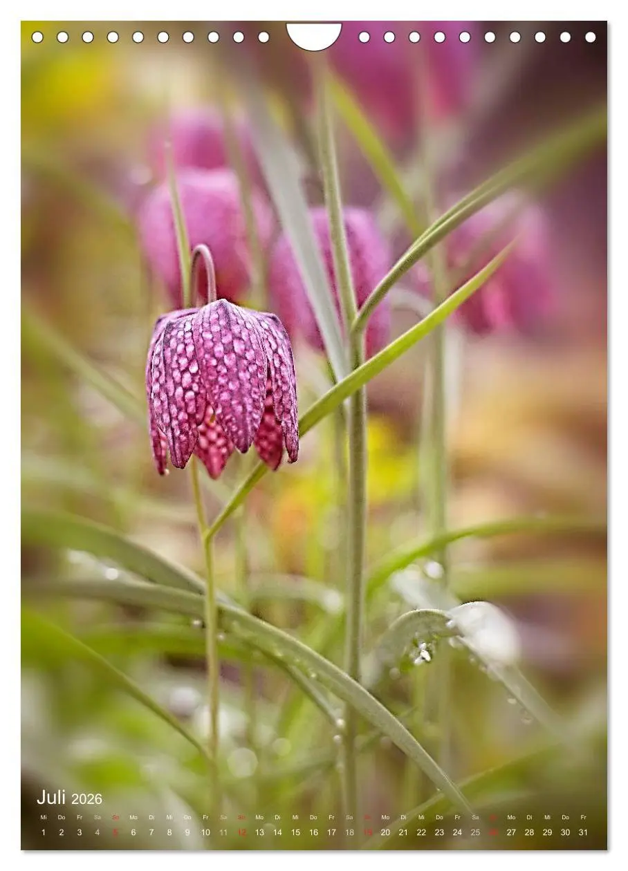 Bild: 9783516432619 | NATUR PUR Kleine Blumen am Wegesrand (Wandkalender 2026 DIN A4...