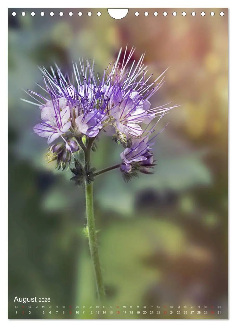 Bild: 9783516432619 | NATUR PUR Kleine Blumen am Wegesrand (Wandkalender 2026 DIN A4...
