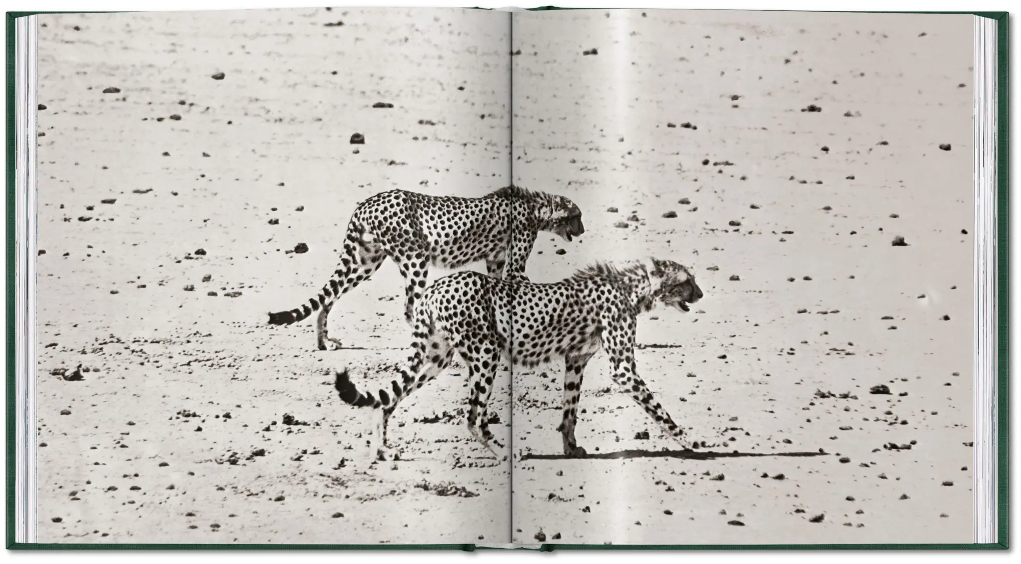 Bild: 9783754402719 | Peter Beard | The End of the Game | Peter Beard | Buch | 304 S. | 2026