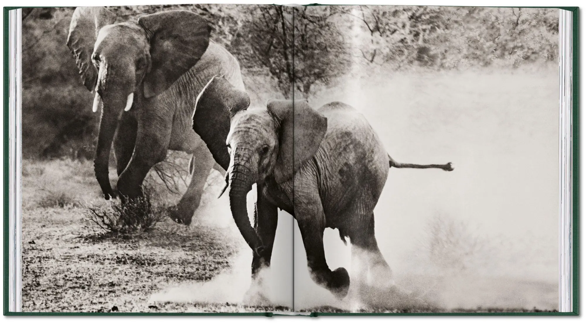 Bild: 9783754402719 | Peter Beard | The End of the Game | Peter Beard | Buch | 304 S. | 2026