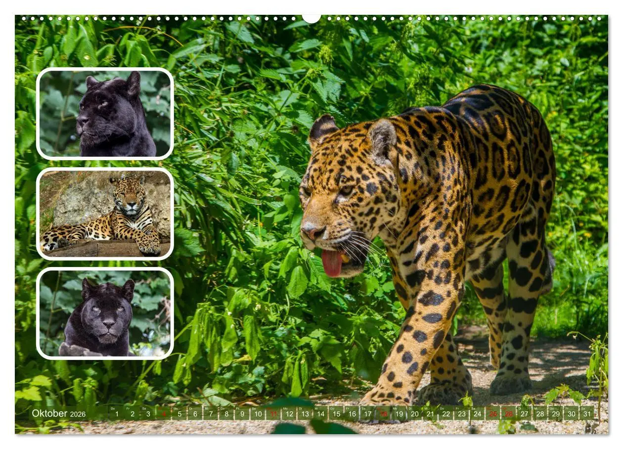 Bild: 9783457252819 | Raubkatzen - groß &amp; klein (hochwertiger Premium Wandkalender 2026...