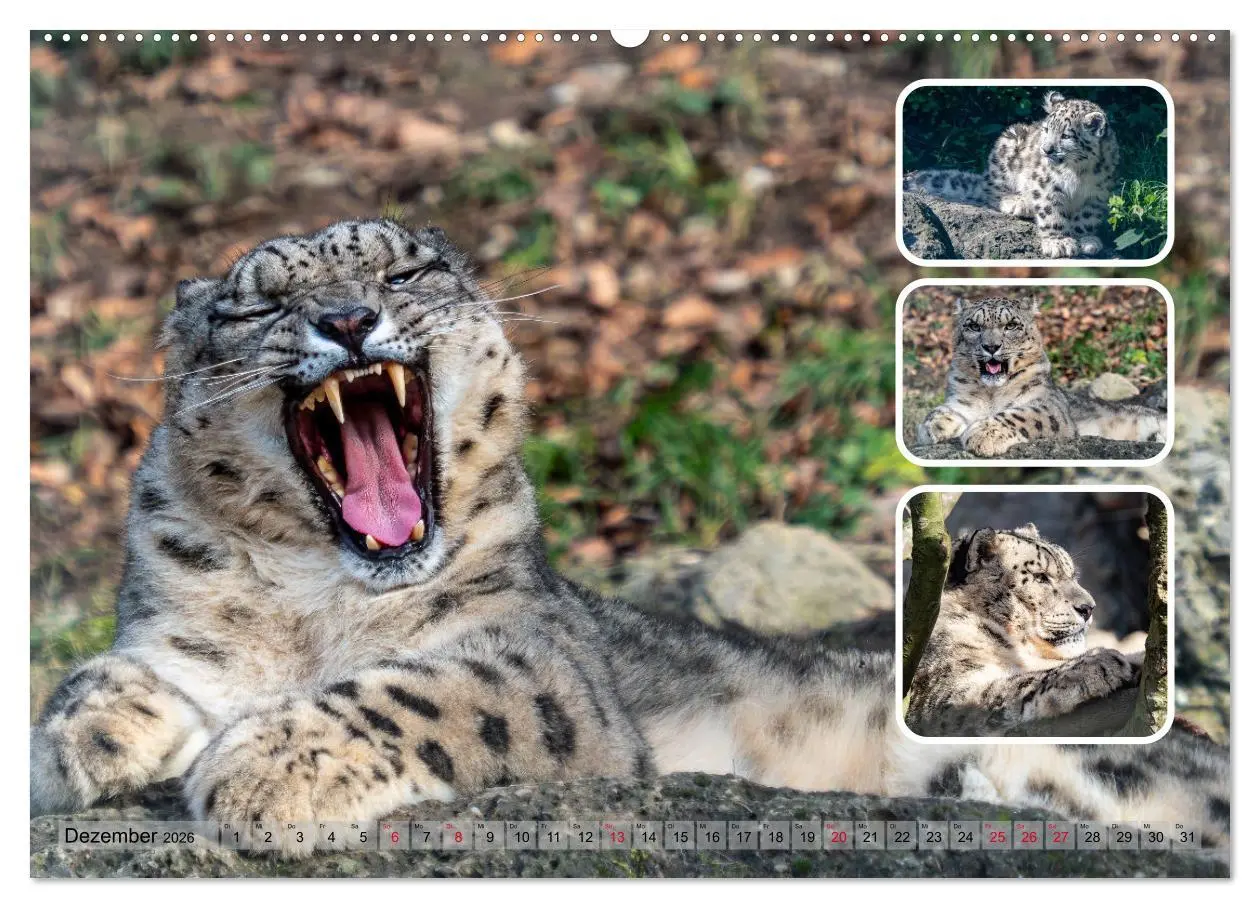 Bild: 9783457252819 | Raubkatzen - groß &amp; klein (hochwertiger Premium Wandkalender 2026...