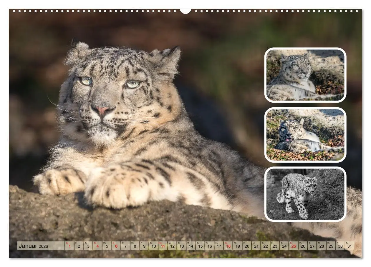 Bild: 9783457252819 | Raubkatzen - groß &amp; klein (hochwertiger Premium Wandkalender 2026...