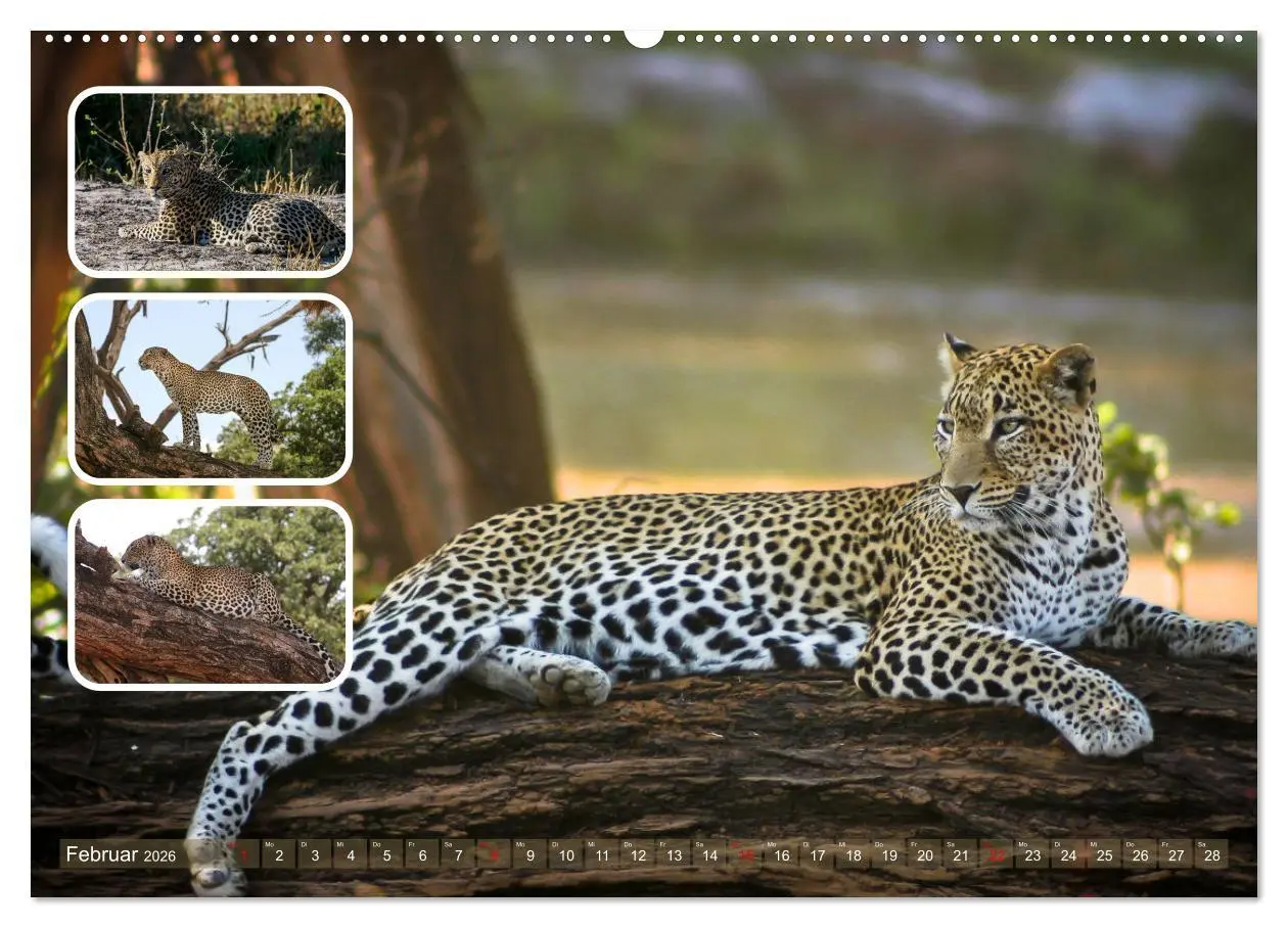 Bild: 9783457252819 | Raubkatzen - groß &amp; klein (hochwertiger Premium Wandkalender 2026...