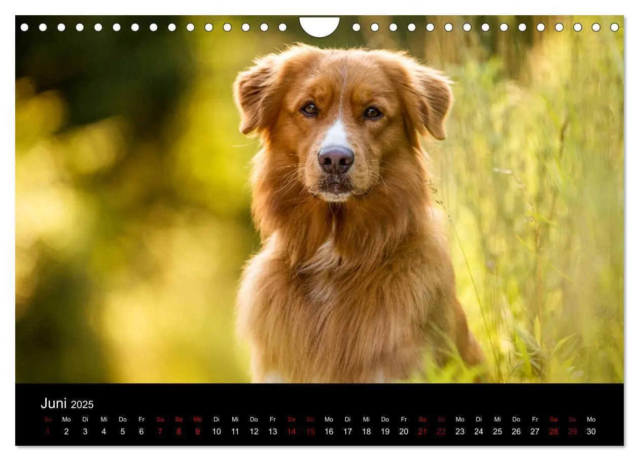 Bild: 9783435392919 | Toller - Nova Scotia Duck Tolling Retriever (Wandkalender 2025 DIN...