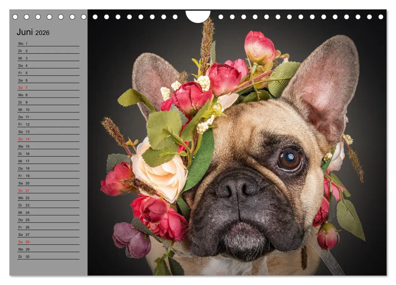 Bild: 9783457622919 | Bullymania - Französische Bulldoggen (Wandkalender 2026 DIN A4...