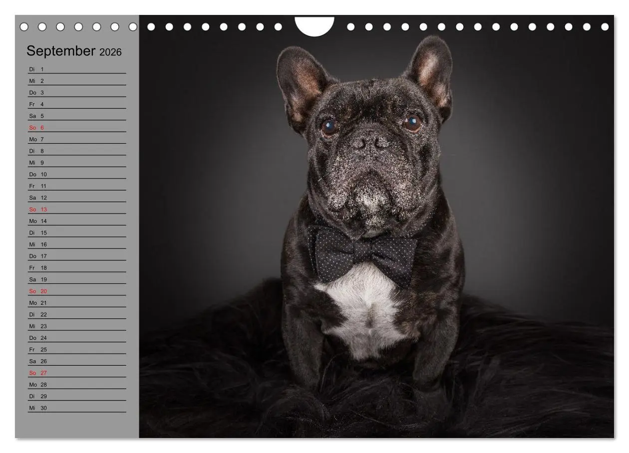 Bild: 9783457622919 | Bullymania - Französische Bulldoggen (Wandkalender 2026 DIN A4...