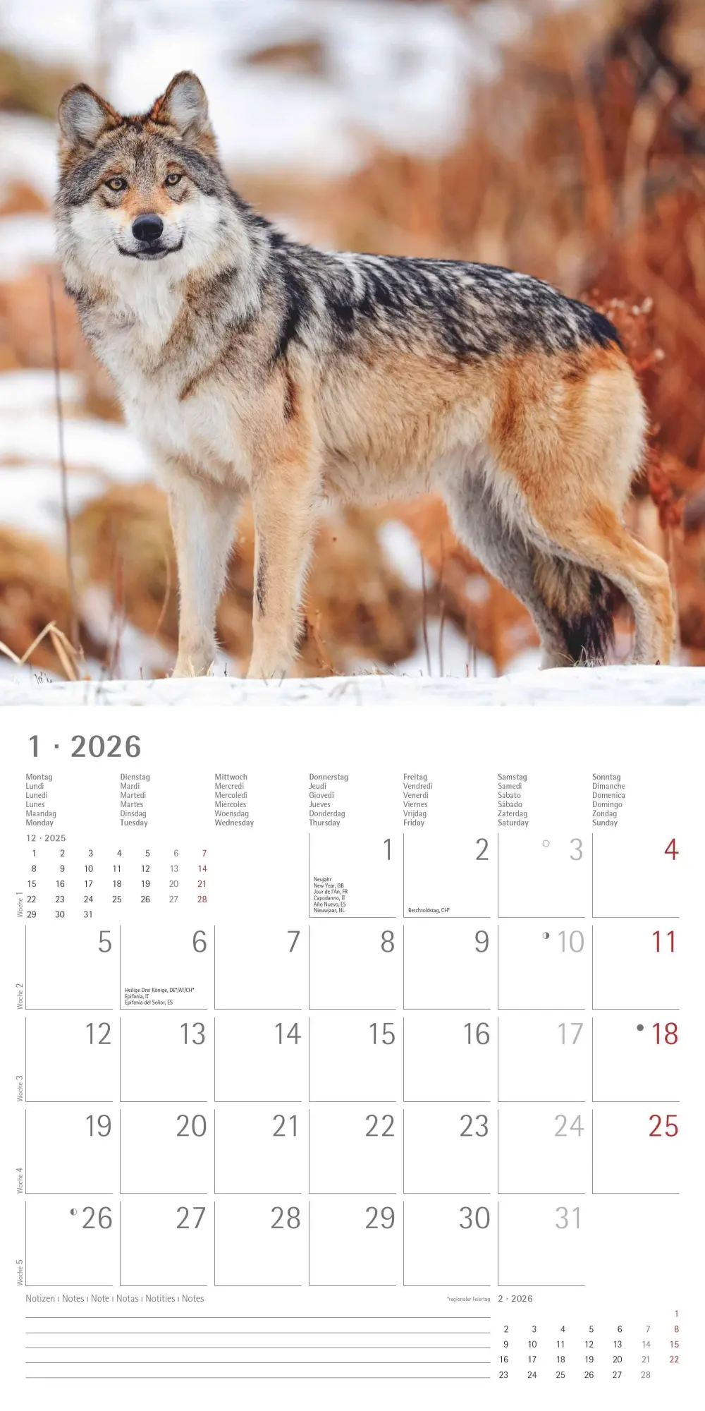 Bild: 4069095003019 | Wölfe 2026 - Broschürenkalender 30x30 cm (30x60 geöffnet) -...