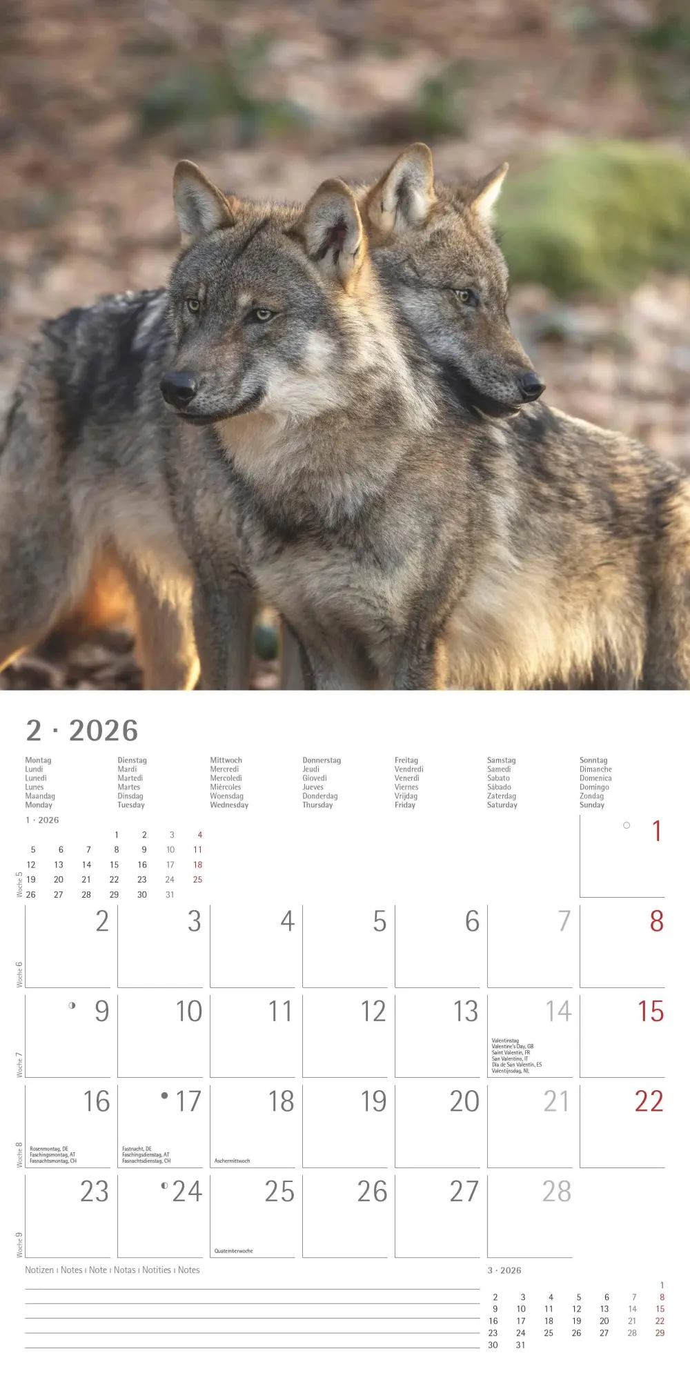 Bild: 4069095003019 | Wölfe 2026 - Broschürenkalender 30x30 cm (30x60 geöffnet) -...