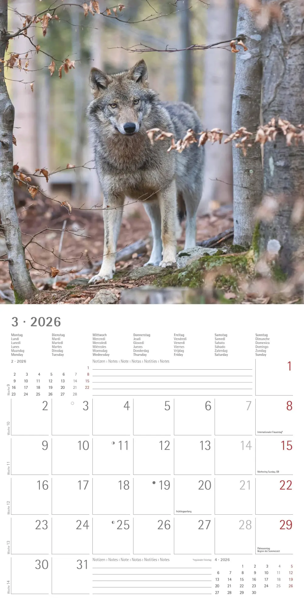 Bild: 4069095003019 | Wölfe 2026 - Broschürenkalender 30x30 cm (30x60 geöffnet) -...
