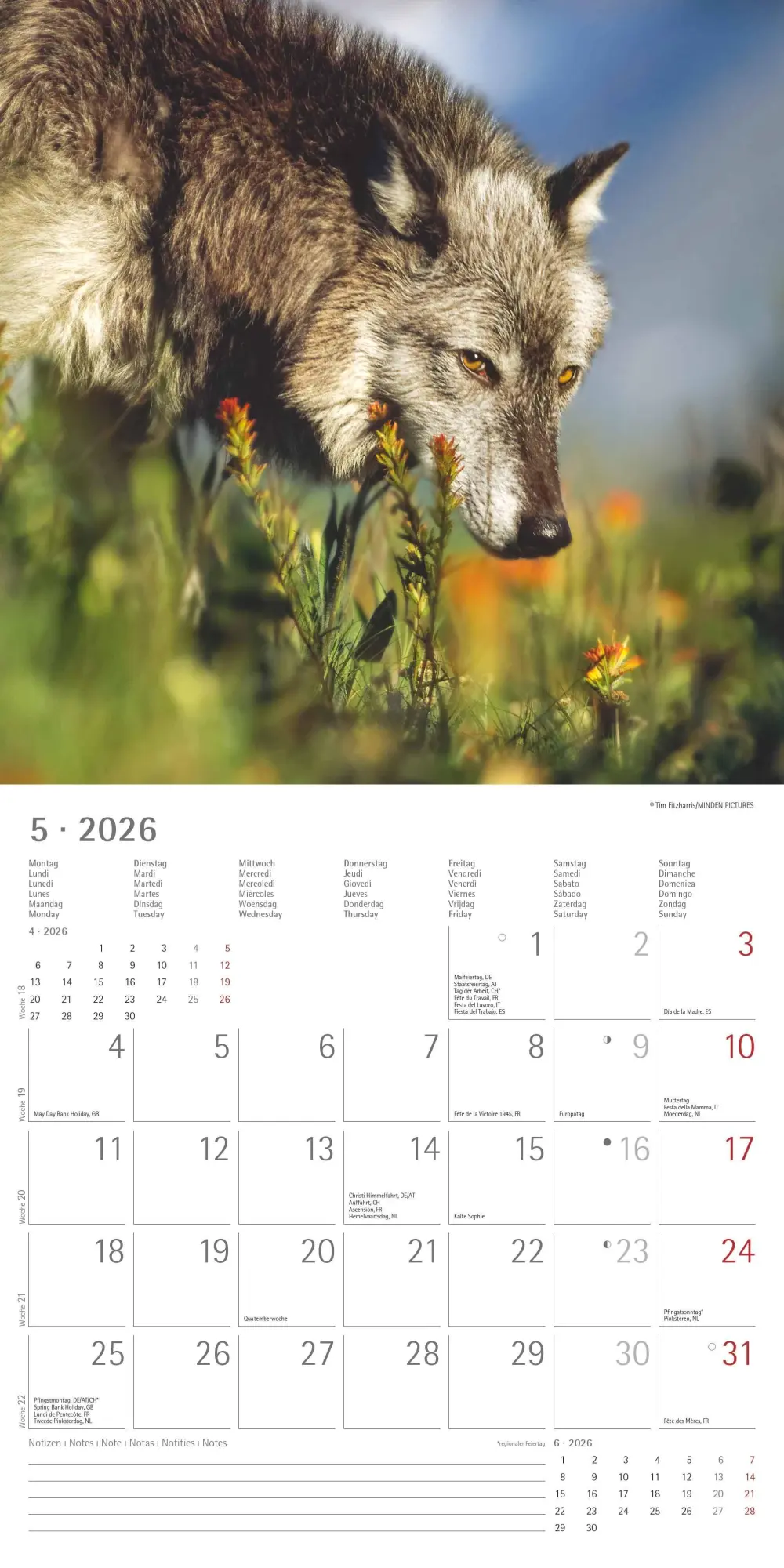 Bild: 4069095003019 | Wölfe 2026 - Broschürenkalender 30x30 cm (30x60 geöffnet) -...