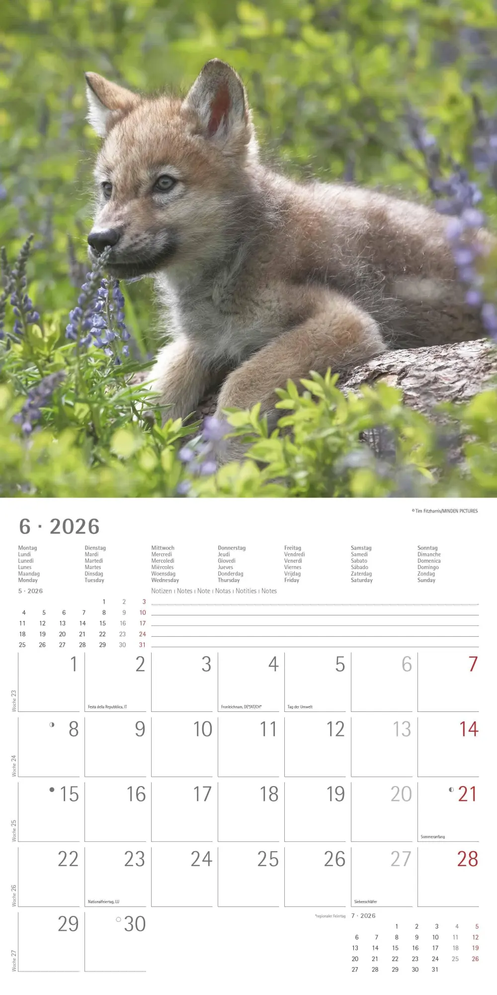 Bild: 4069095003019 | Wölfe 2026 - Broschürenkalender 30x30 cm (30x60 geöffnet) -...