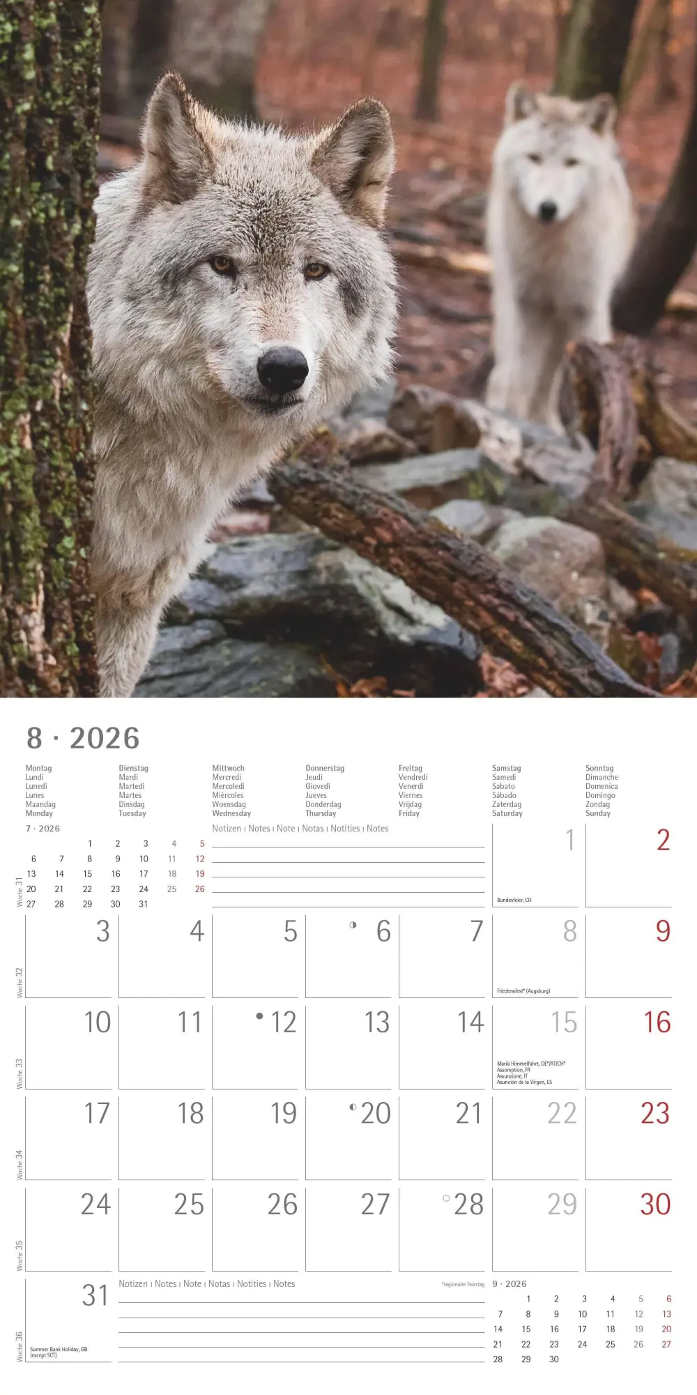 Bild: 4069095003019 | Wölfe 2026 - Broschürenkalender 30x30 cm (30x60 geöffnet) -...