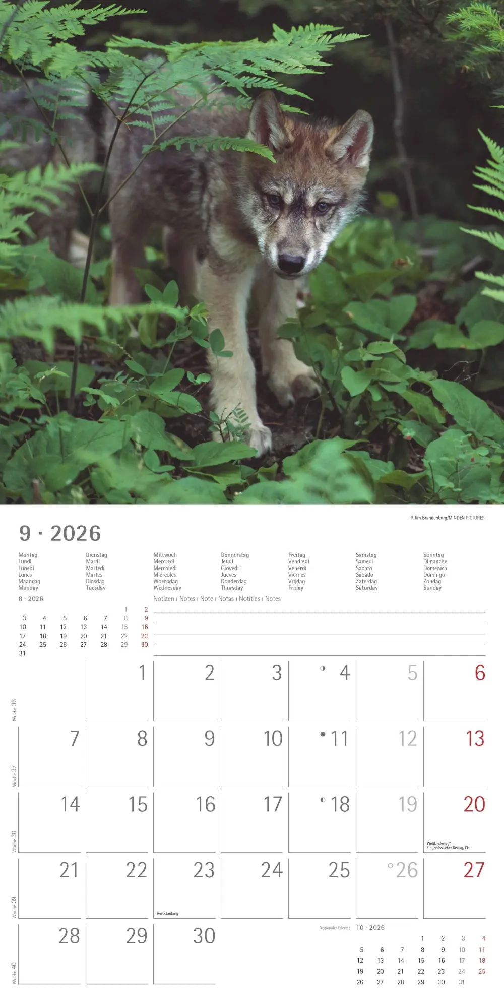 Bild: 4069095003019 | Wölfe 2026 - Broschürenkalender 30x30 cm (30x60 geöffnet) -...