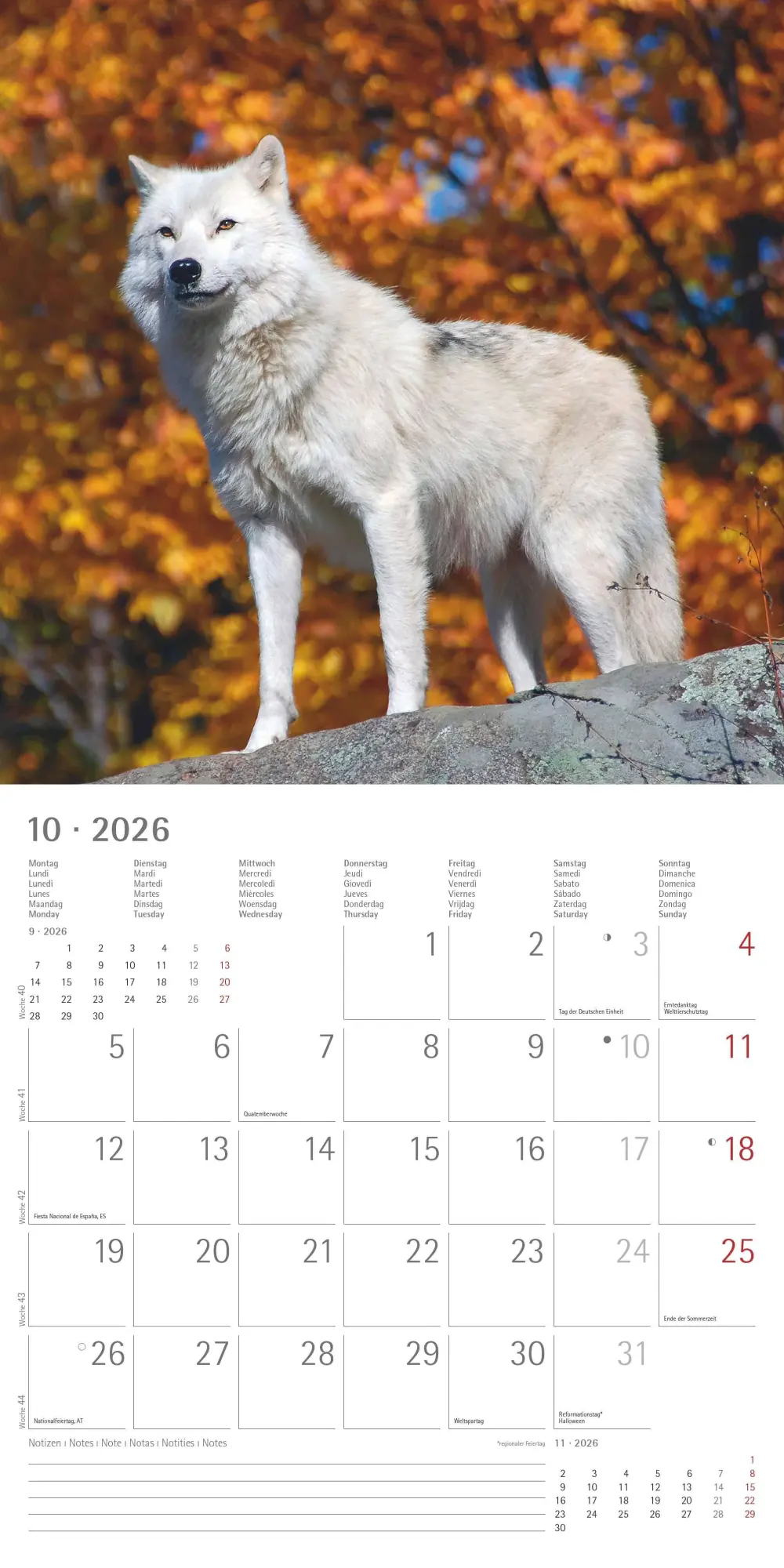 Bild: 4069095003019 | Wölfe 2026 - Broschürenkalender 30x30 cm (30x60 geöffnet) -...