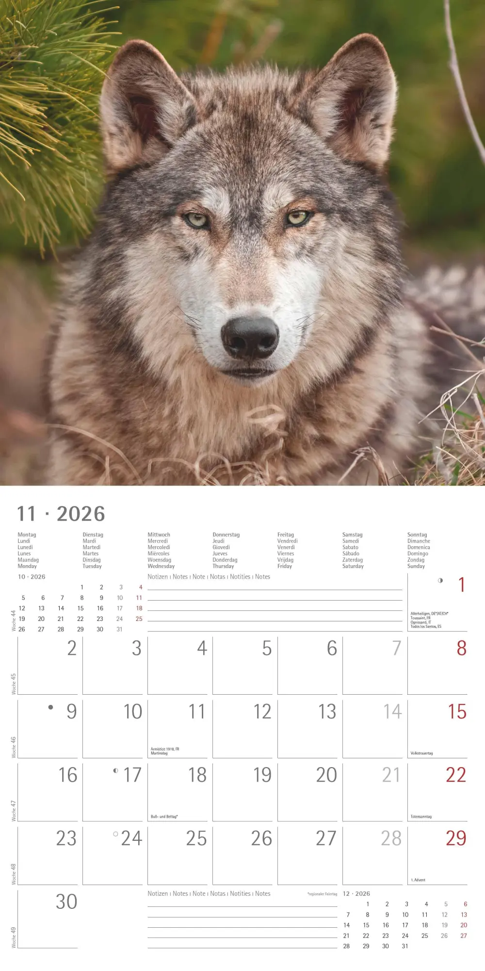 Bild: 4069095003019 | Wölfe 2026 - Broschürenkalender 30x30 cm (30x60 geöffnet) -...