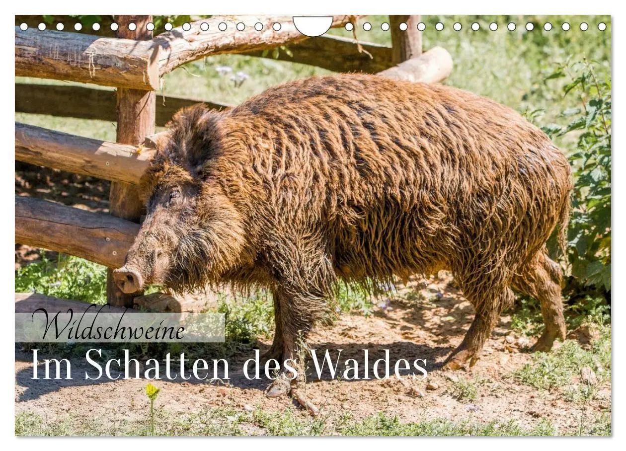 Cover: 9783516603019 | Wildschweine - Im Schatten des Waldes (Wandkalender 2026 DIN A4...