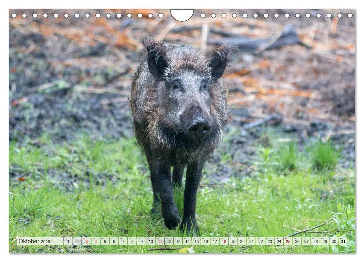 Bild: 9783516603019 | Wildschweine - Im Schatten des Waldes (Wandkalender 2026 DIN A4...