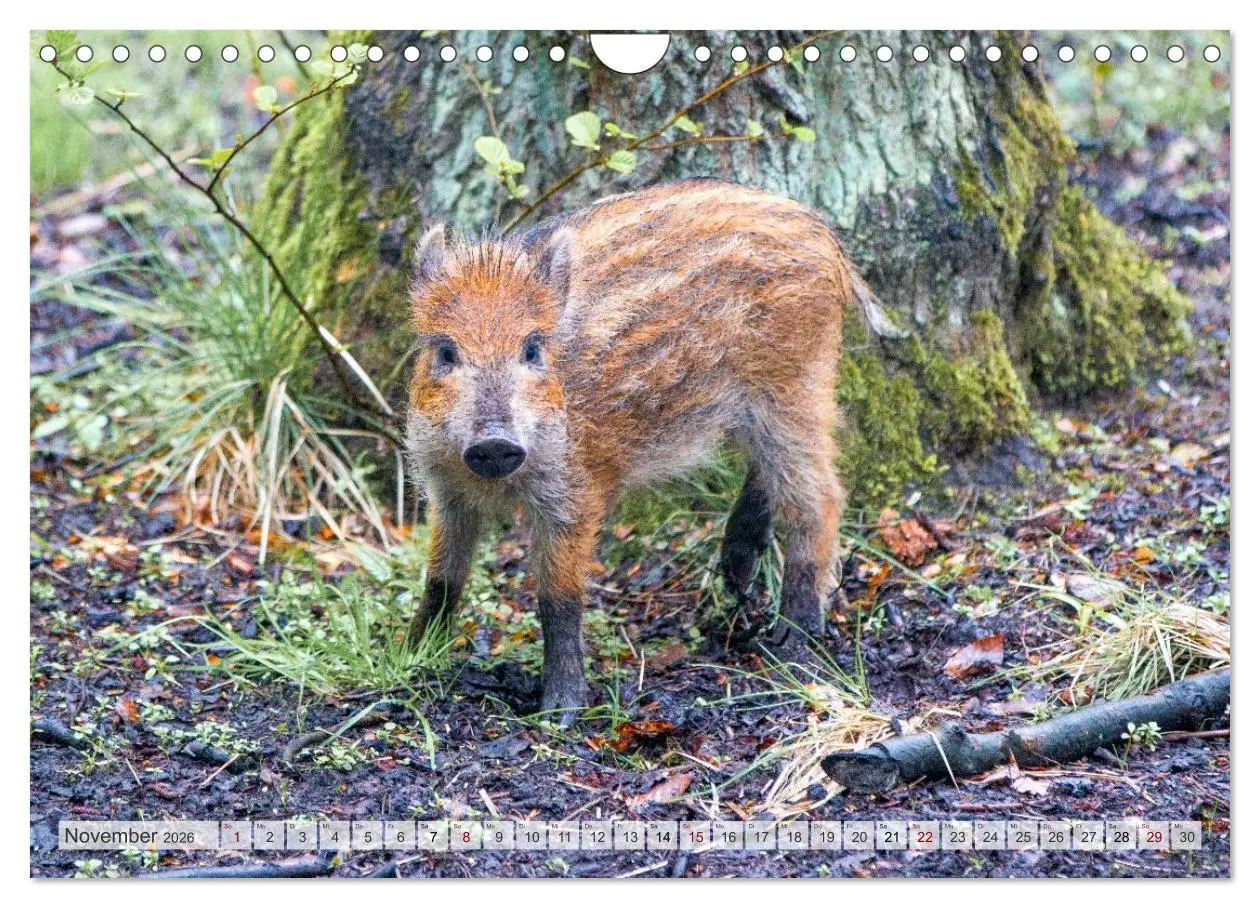 Bild: 9783516603019 | Wildschweine - Im Schatten des Waldes (Wandkalender 2026 DIN A4...