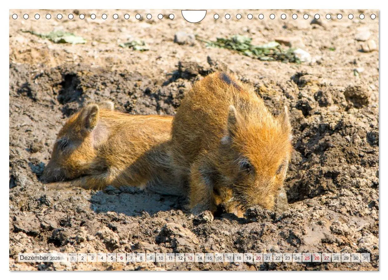 Bild: 9783516603019 | Wildschweine - Im Schatten des Waldes (Wandkalender 2026 DIN A4...