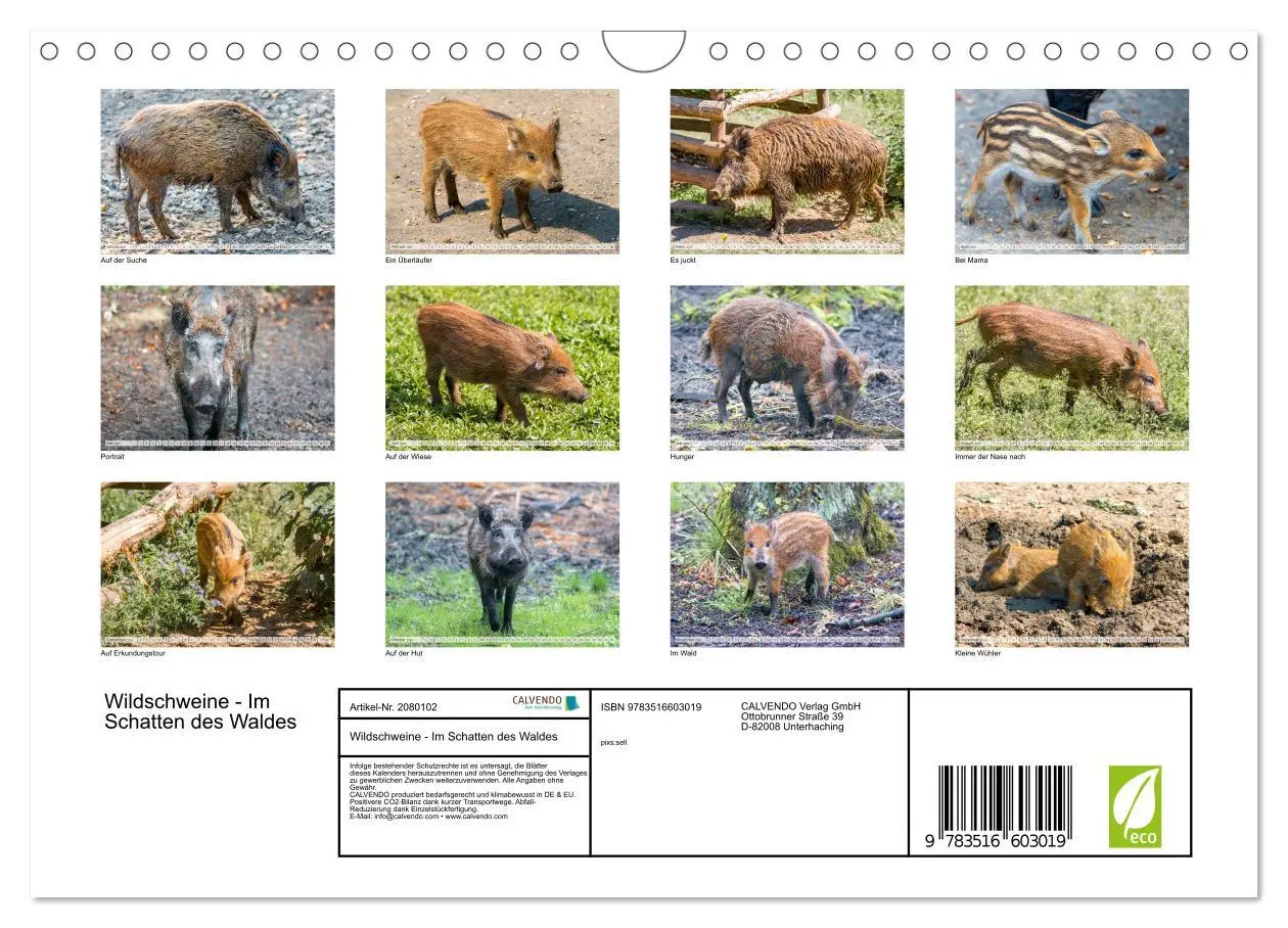 Bild: 9783516603019 | Wildschweine - Im Schatten des Waldes (Wandkalender 2026 DIN A4...