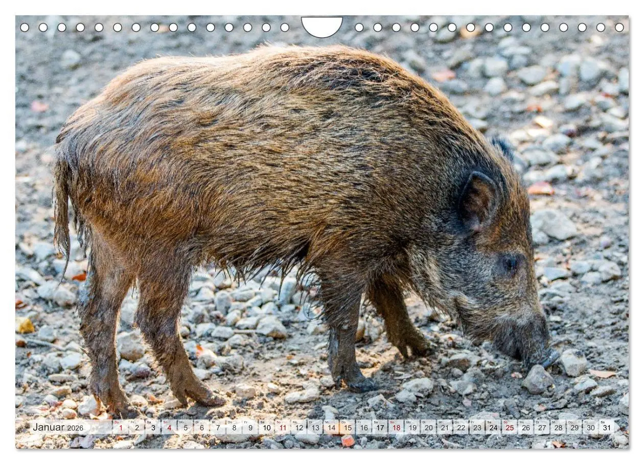 Bild: 9783516603019 | Wildschweine - Im Schatten des Waldes (Wandkalender 2026 DIN A4...