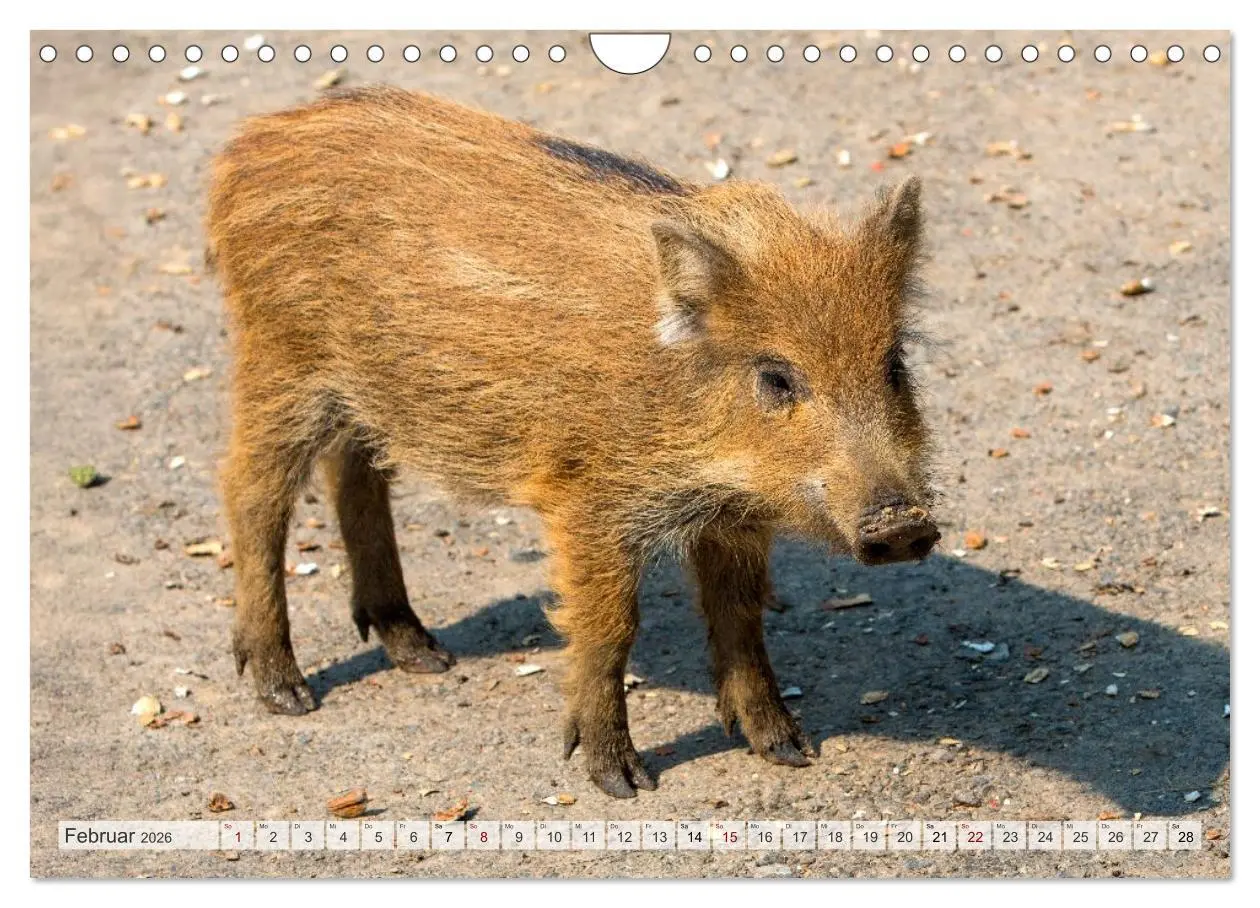 Bild: 9783516603019 | Wildschweine - Im Schatten des Waldes (Wandkalender 2026 DIN A4...