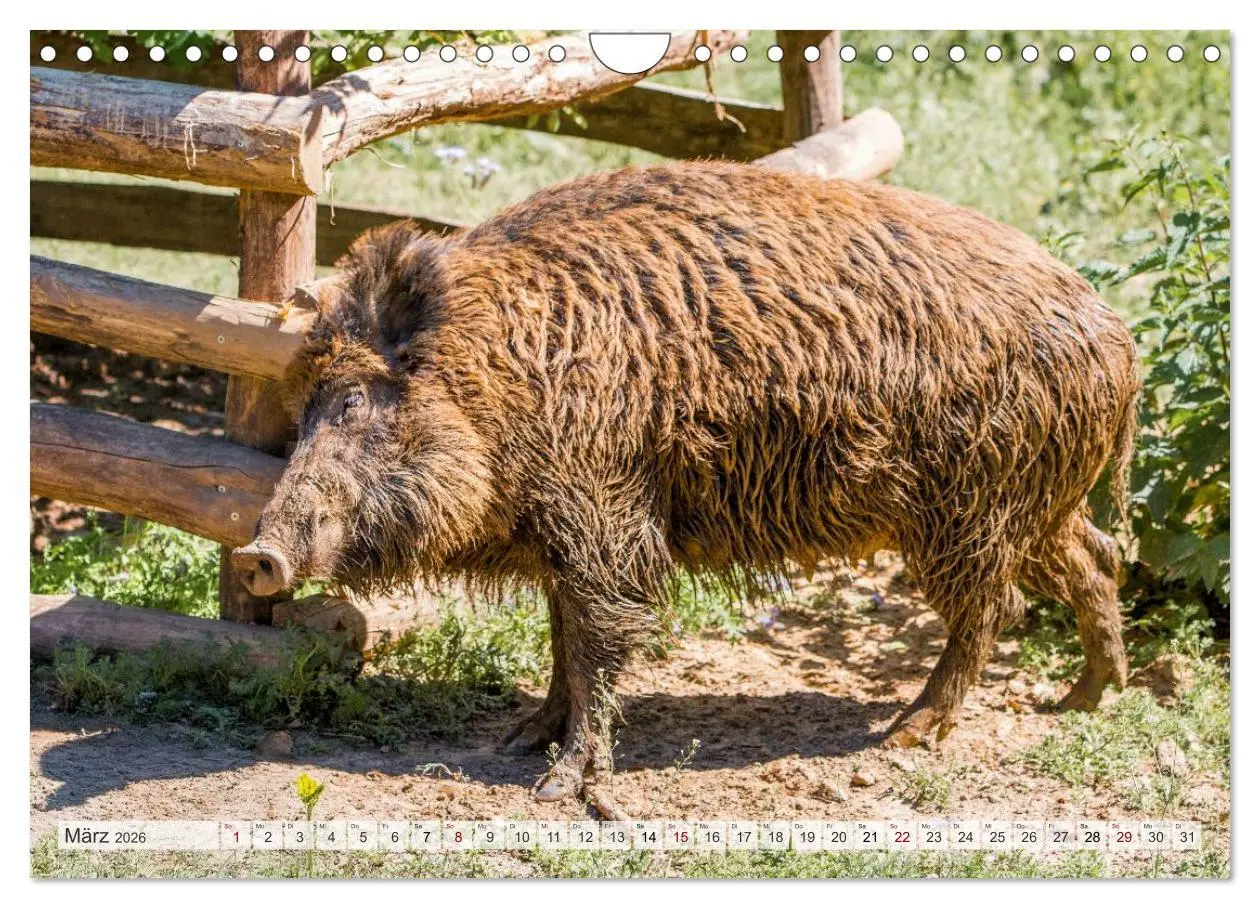 Bild: 9783516603019 | Wildschweine - Im Schatten des Waldes (Wandkalender 2026 DIN A4...