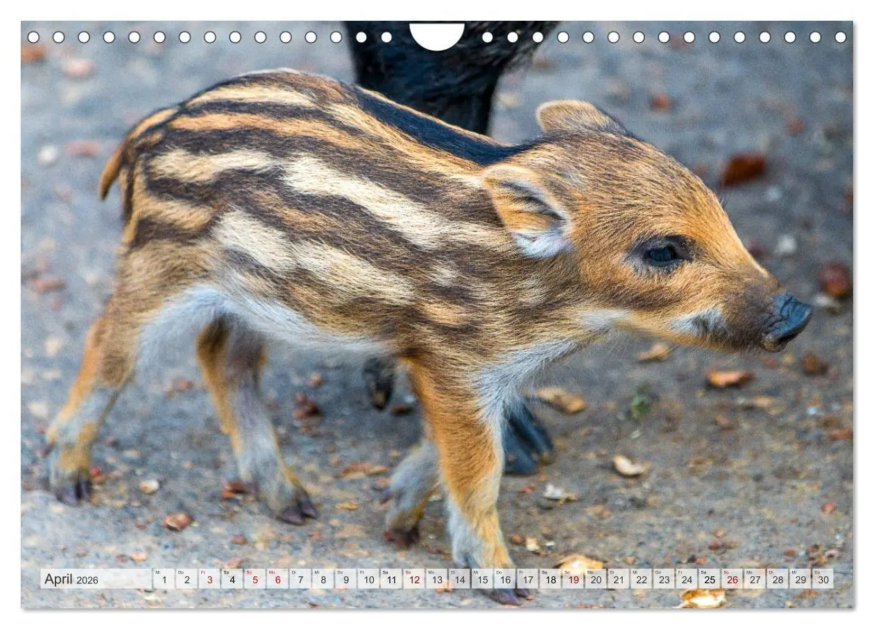Bild: 9783516603019 | Wildschweine - Im Schatten des Waldes (Wandkalender 2026 DIN A4...