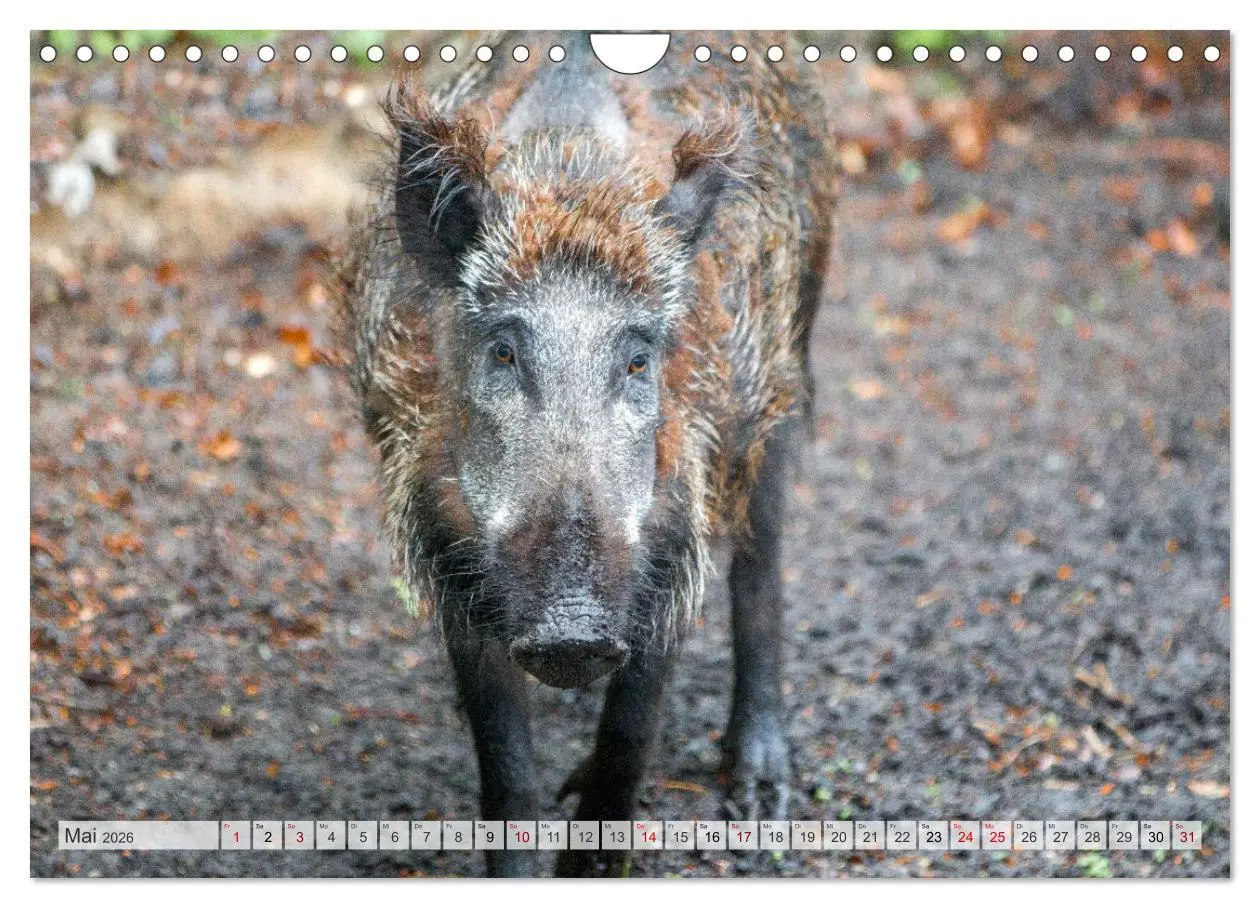Bild: 9783516603019 | Wildschweine - Im Schatten des Waldes (Wandkalender 2026 DIN A4...