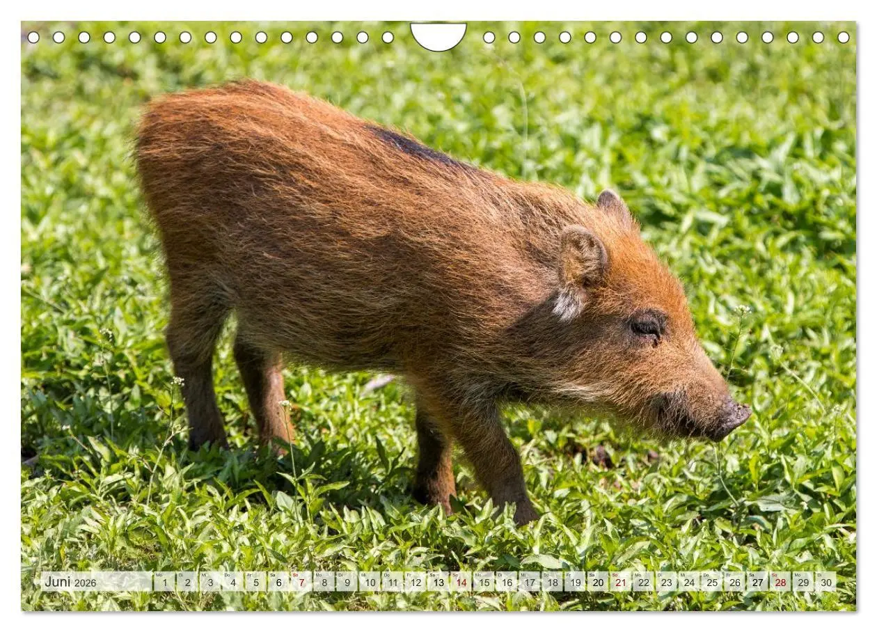 Bild: 9783516603019 | Wildschweine - Im Schatten des Waldes (Wandkalender 2026 DIN A4...