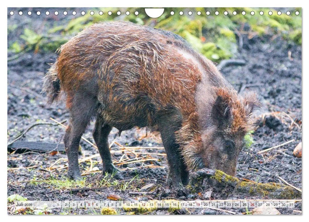 Bild: 9783516603019 | Wildschweine - Im Schatten des Waldes (Wandkalender 2026 DIN A4...