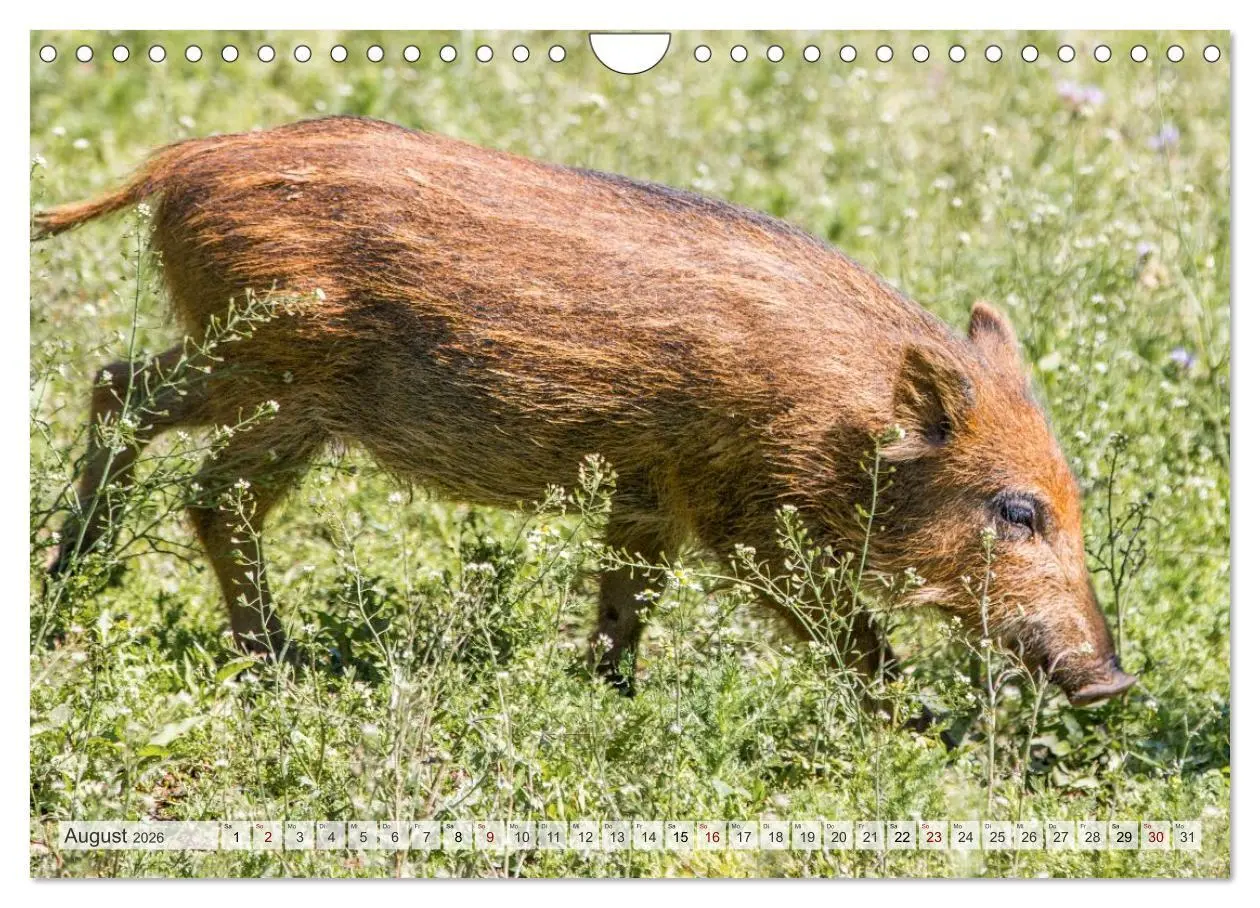 Bild: 9783516603019 | Wildschweine - Im Schatten des Waldes (Wandkalender 2026 DIN A4...