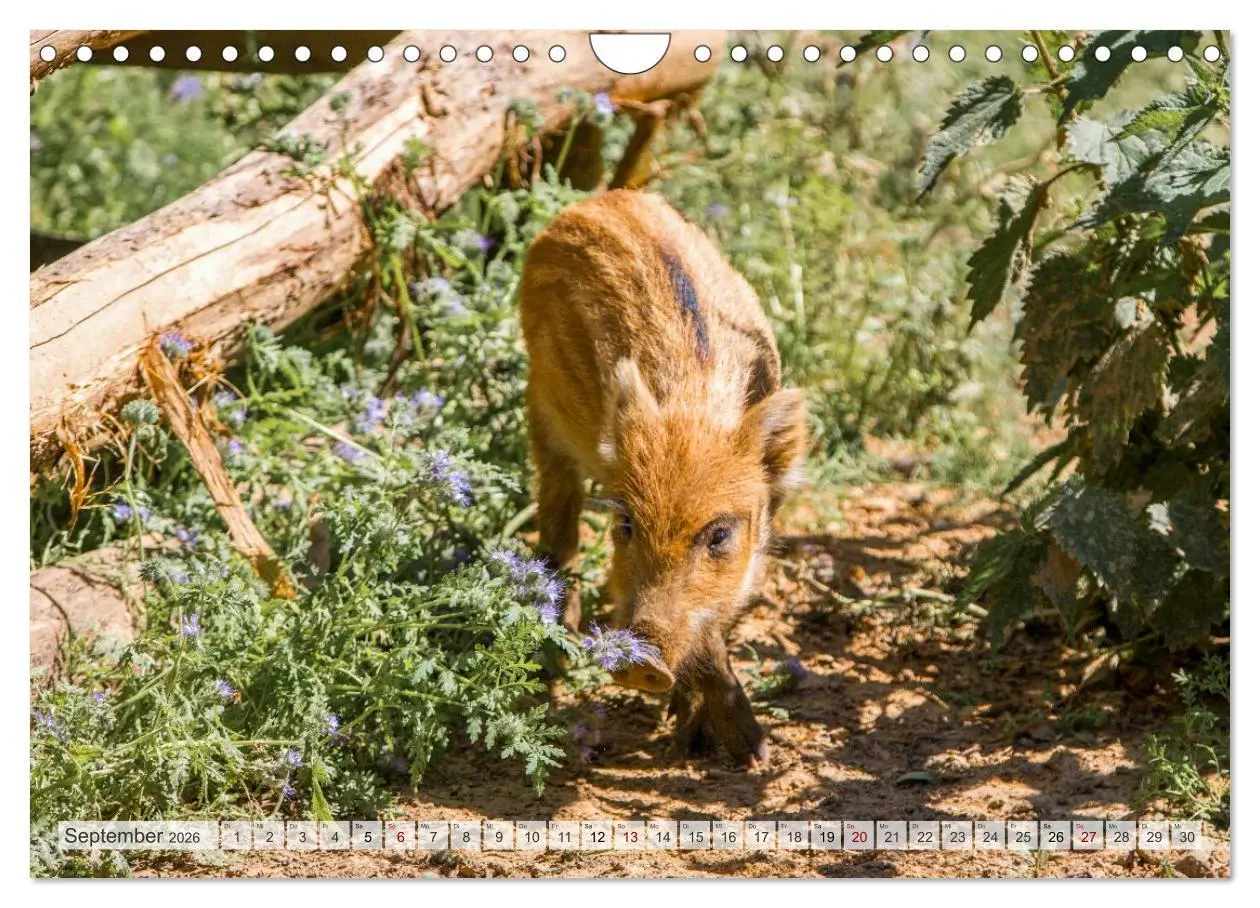 Bild: 9783516603019 | Wildschweine - Im Schatten des Waldes (Wandkalender 2026 DIN A4...