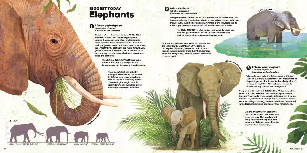 Bild: 9781839943119 | MEGA: The Most Enormous Animals Ever | Jules Howard | Buch | Englisch