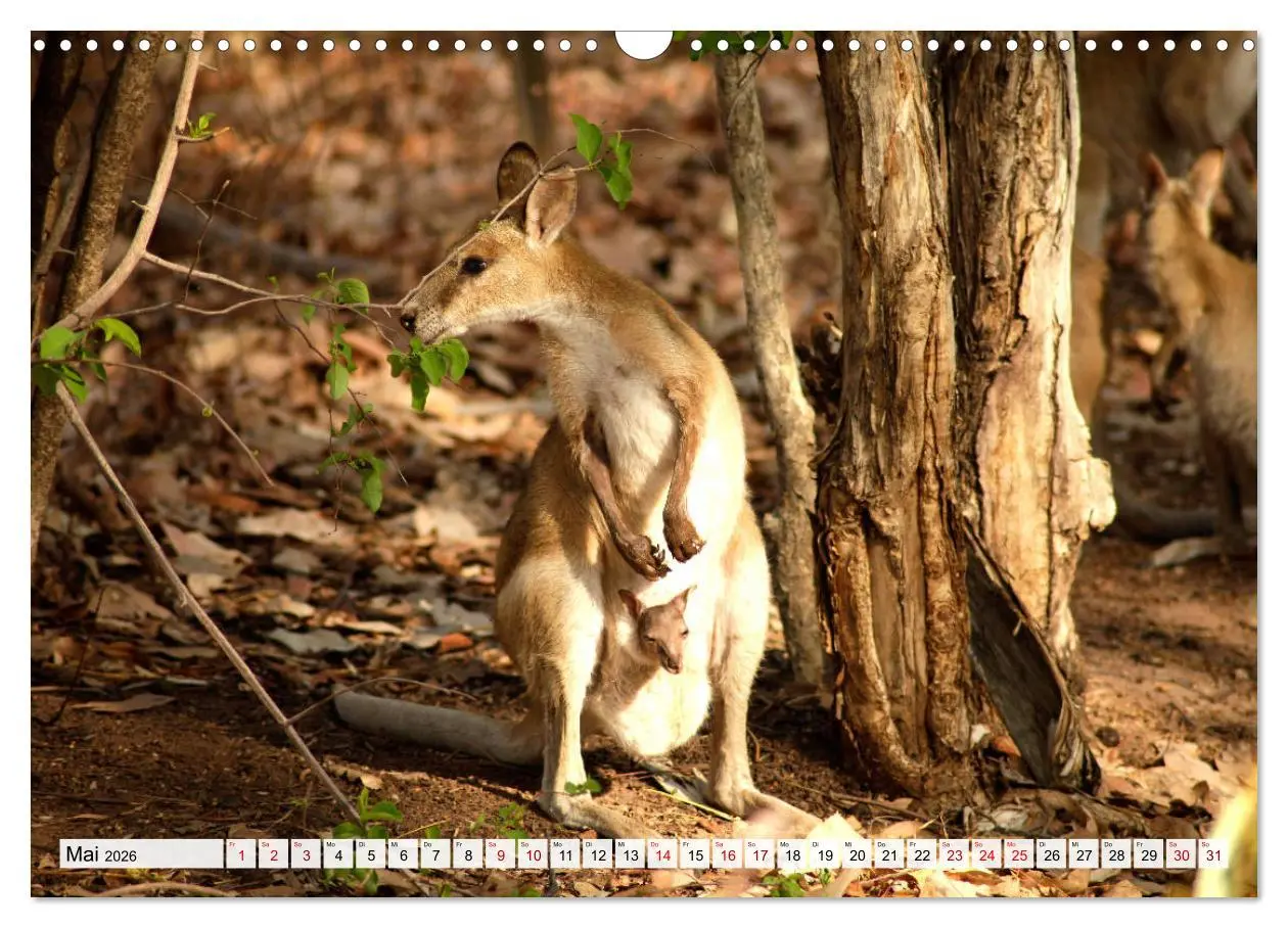 Bild: 9783457813119 | Australien - Northern Territory (Wandkalender 2026 DIN A3 quer),...