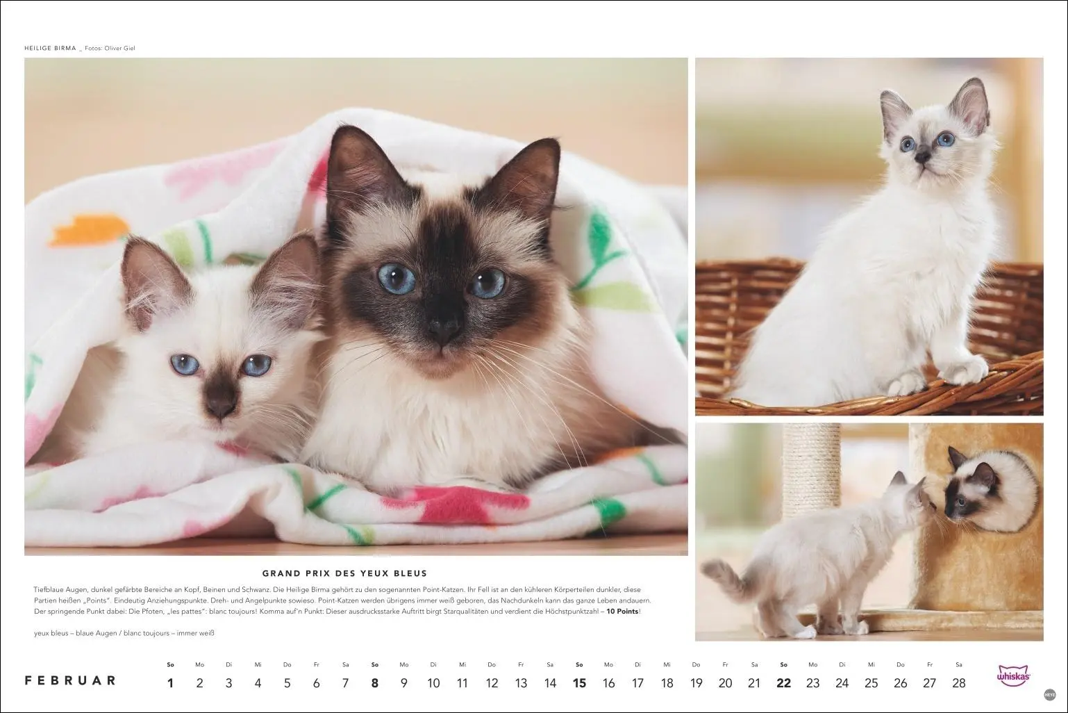 Bild: 9783756413119 | Whiskas Katzenkalender 2026 | Heye | Kalender | Spiralbindung | 14 S.