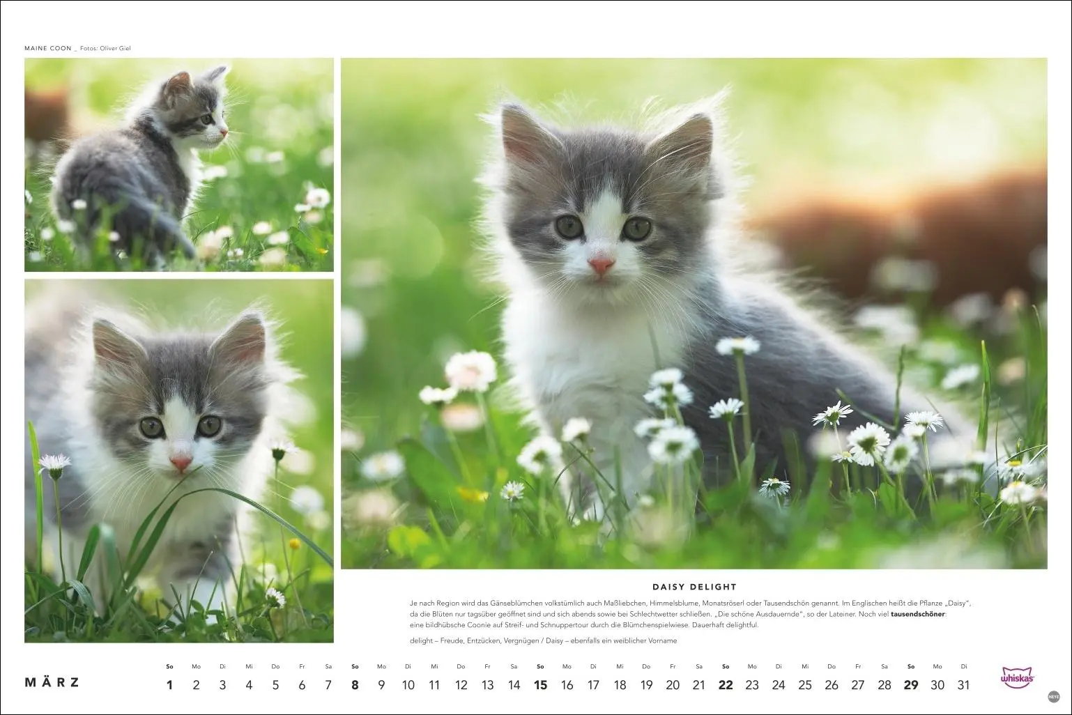 Bild: 9783756413119 | Whiskas Katzenkalender 2026 | Heye | Kalender | Spiralbindung | 14 S.