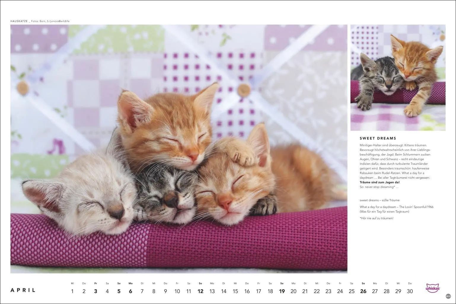 Bild: 9783756413119 | Whiskas Katzenkalender 2026 | Heye | Kalender | Spiralbindung | 14 S.