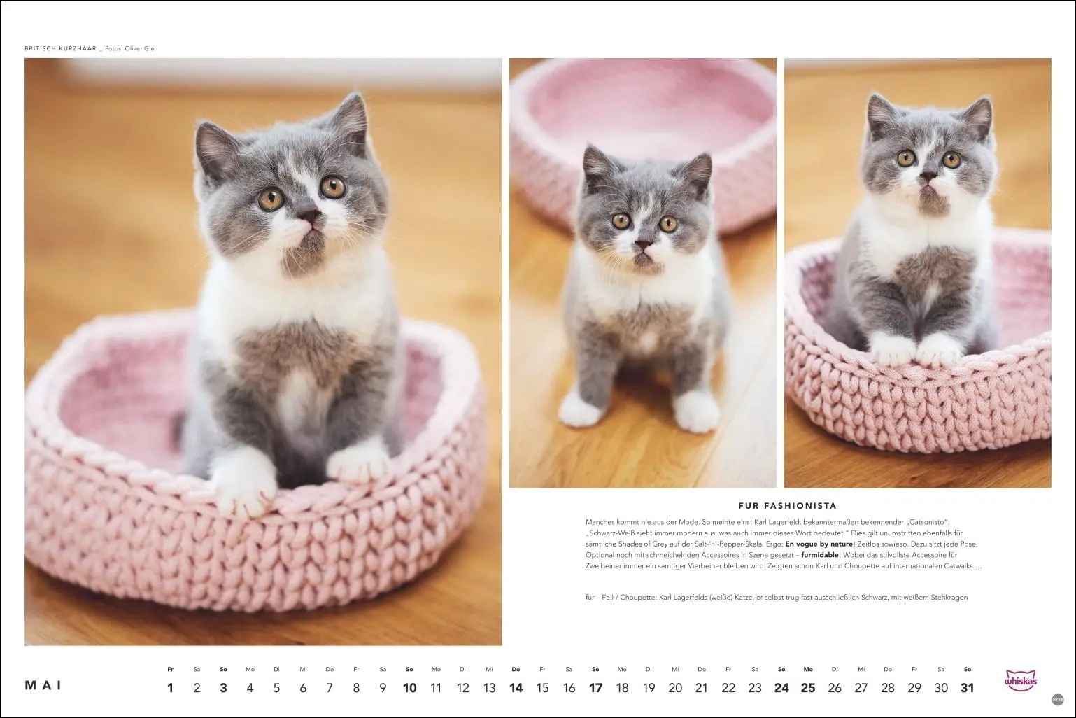Bild: 9783756413119 | Whiskas Katzenkalender 2026 | Heye | Kalender | Spiralbindung | 14 S.