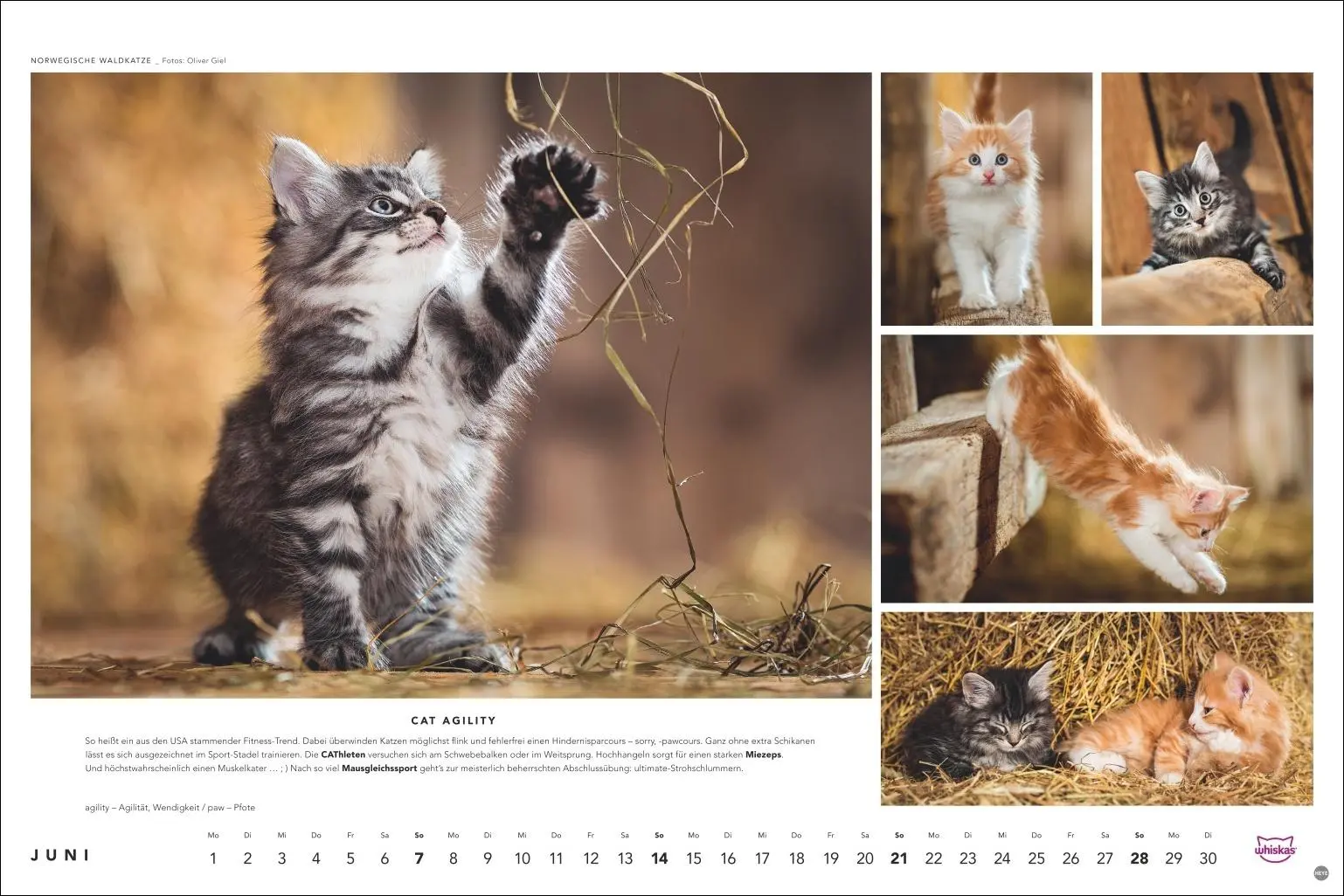 Bild: 9783756413119 | Whiskas Katzenkalender 2026 | Heye | Kalender | Spiralbindung | 14 S.