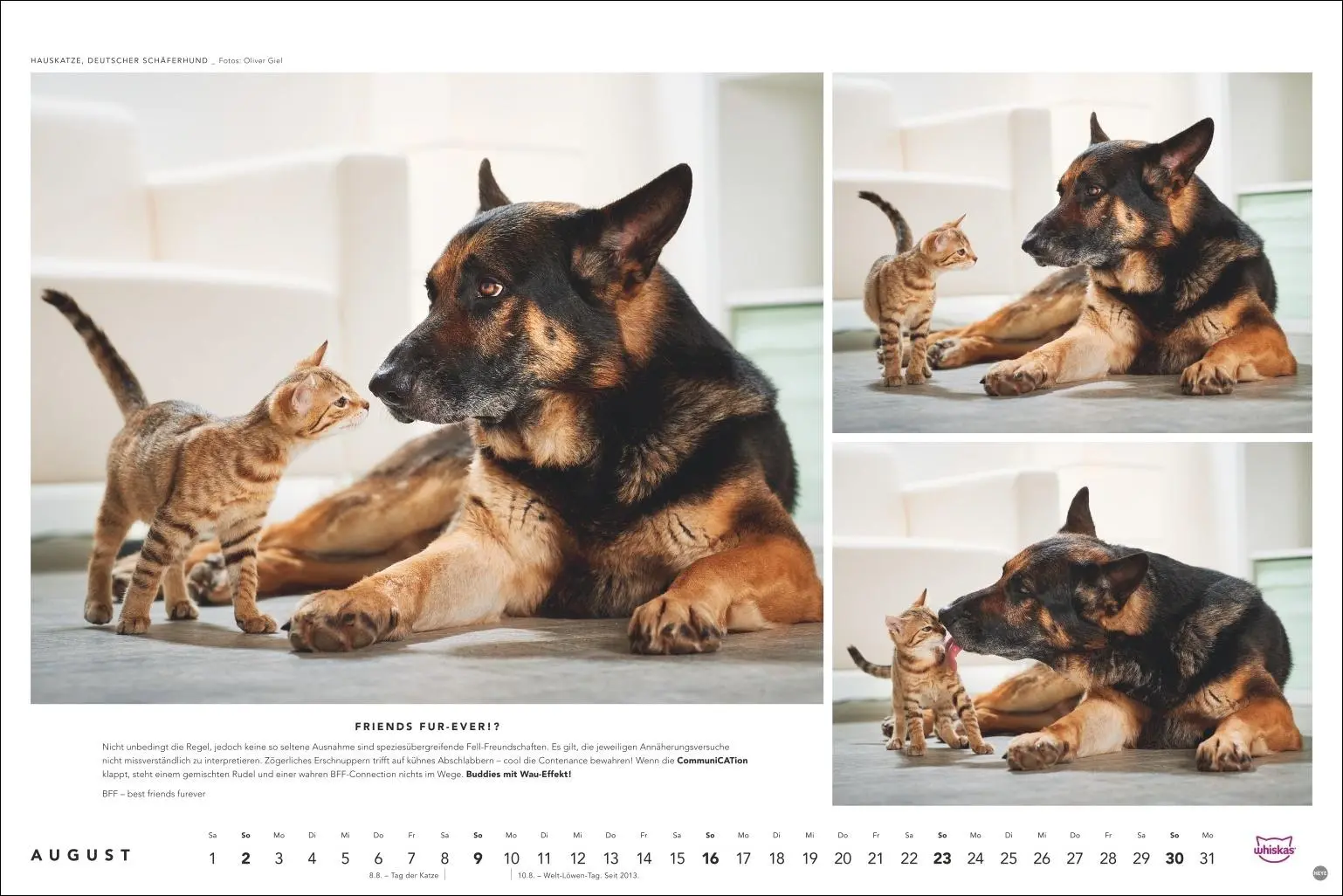Bild: 9783756413119 | Whiskas Katzenkalender 2026 | Heye | Kalender | Spiralbindung | 14 S.