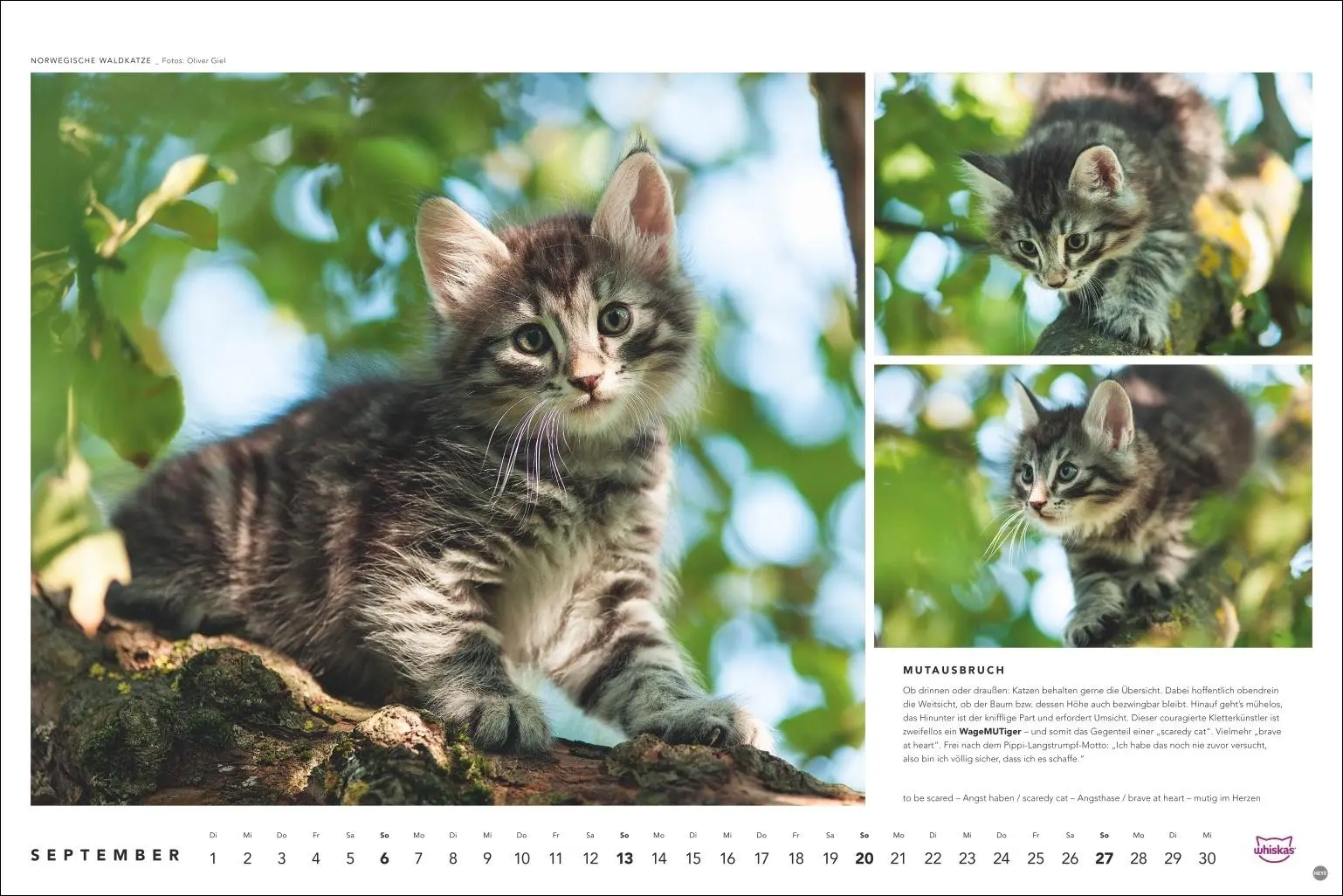 Bild: 9783756413119 | Whiskas Katzenkalender 2026 | Heye | Kalender | Spiralbindung | 14 S.