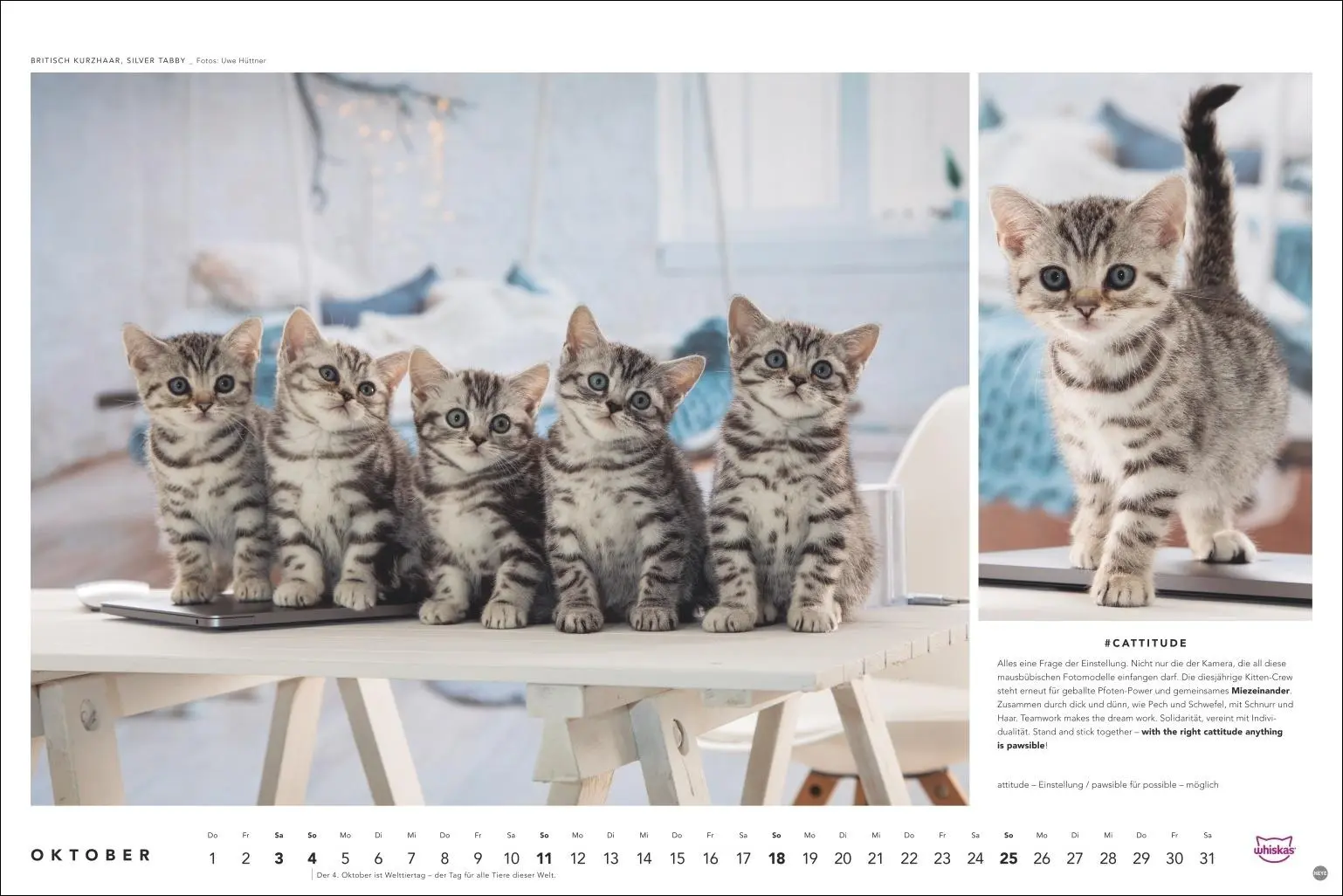 Bild: 9783756413119 | Whiskas Katzenkalender 2026 | Heye | Kalender | Spiralbindung | 14 S.