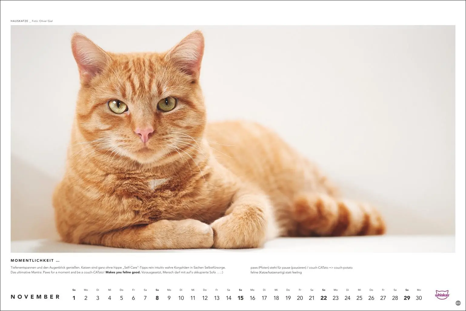 Bild: 9783756413119 | Whiskas Katzenkalender 2026 | Heye | Kalender | Spiralbindung | 14 S.