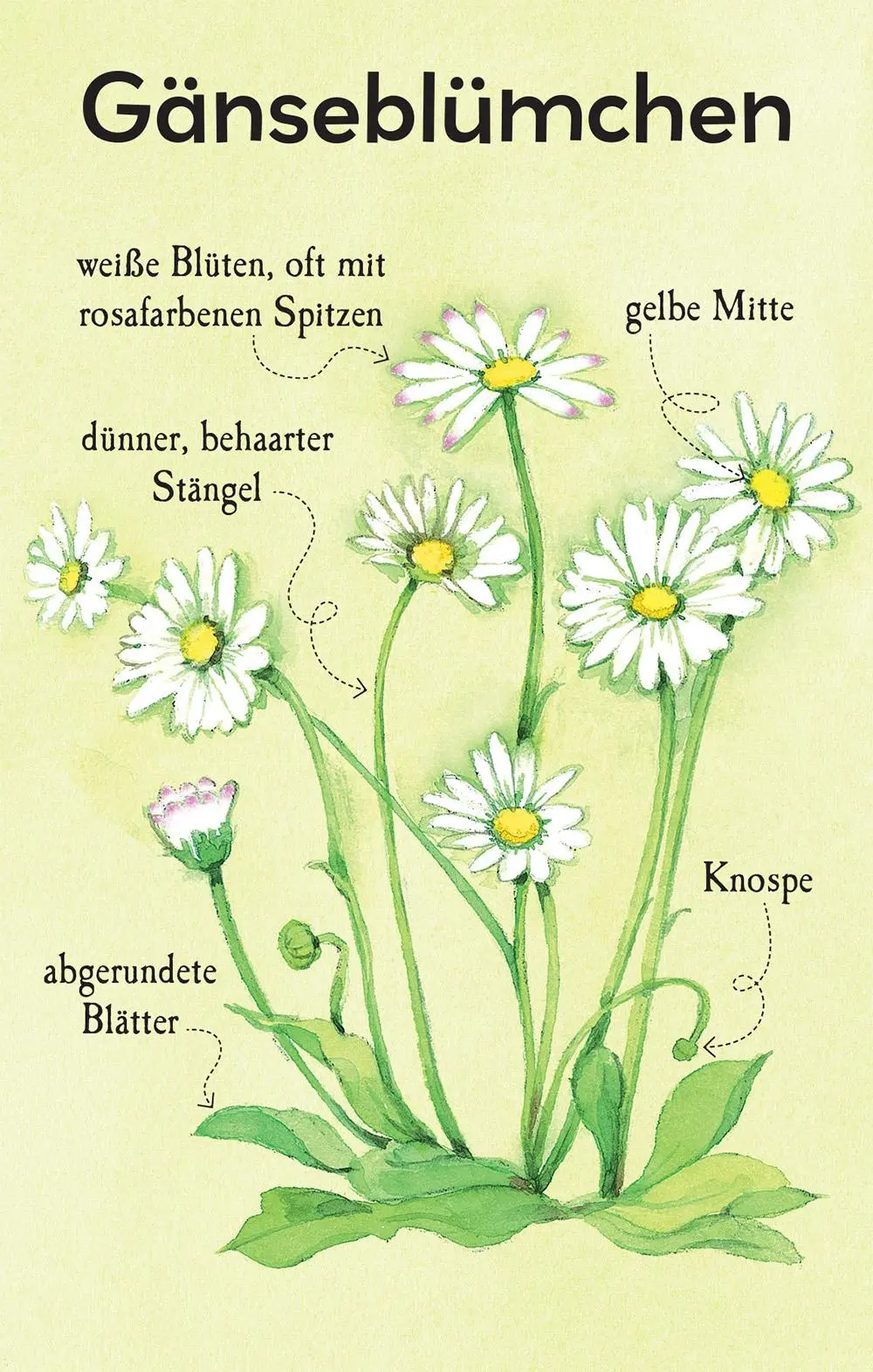 Bild: 9781035703319 | Natur-Entdecker-Karten: Unsere heimischen Blumen | Megan Cullis | Buch