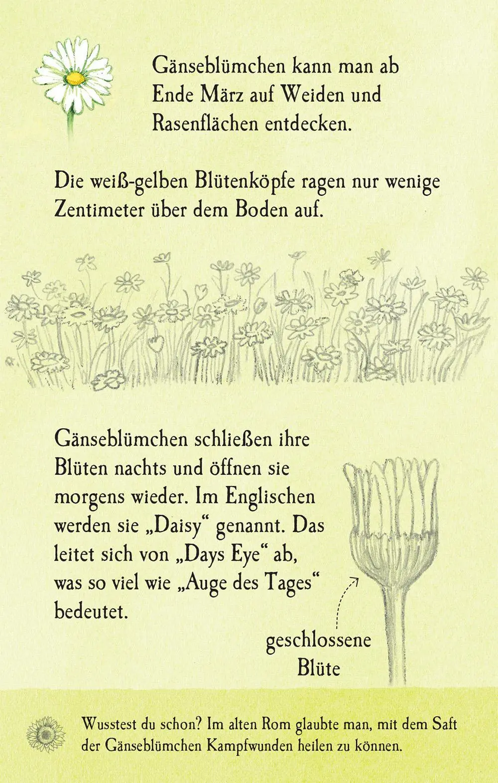 Bild: 9781035703319 | Natur-Entdecker-Karten: Unsere heimischen Blumen | Megan Cullis | Buch